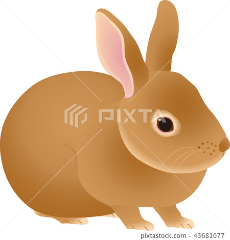Rabbit Rabbit 43681077