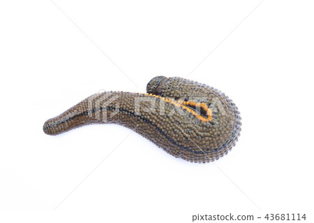 Leech isolated on white background Leech isolated on white background 43681114