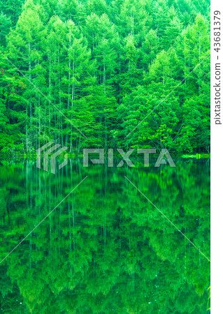 Fresh green, eco-image "Nagano prefecture, Akaike" 43681379