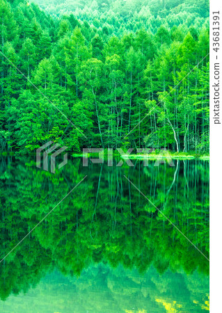 Fresh green, eco-image "Nagano prefecture, Akaike" 43681391