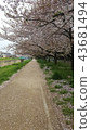 Sakurado 43681494