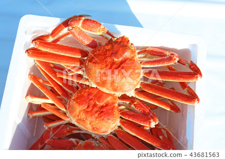 紅雪蟹 紅雪蟹 43681563