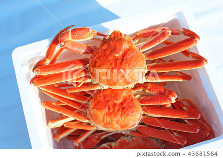 紅雪蟹 43681564