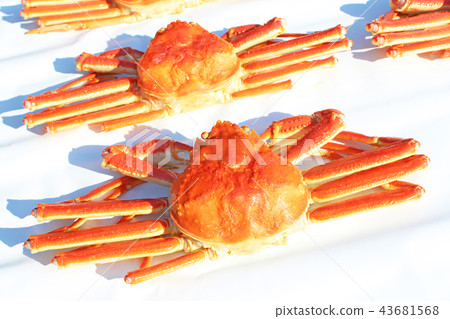 Red Snow crab Red Snow crab 43681568