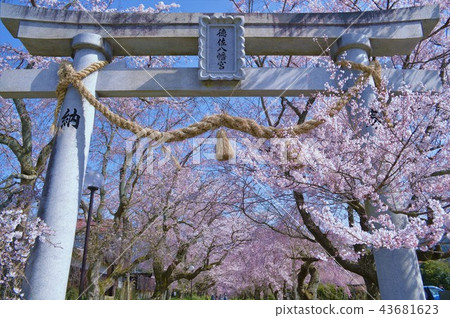 Tokusa Hachimangu Shrine Torii 43681623