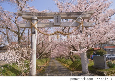 Spring Tokusa Hachimangu Shrine Spring Tokusa Hachimangu Shrine 43681625