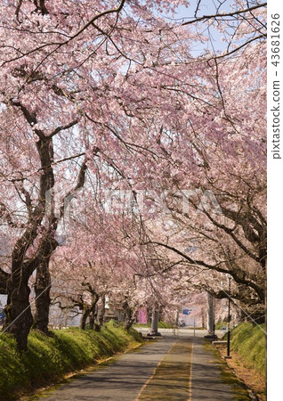 Tokusa Hachimangu Shrine cherry tunnel Tokusa Hachimangu Shrine cherry tunnel 43681626