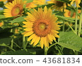 Sunflower in full bloom 43681834