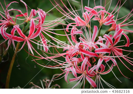 Mandarin saixa 43682316