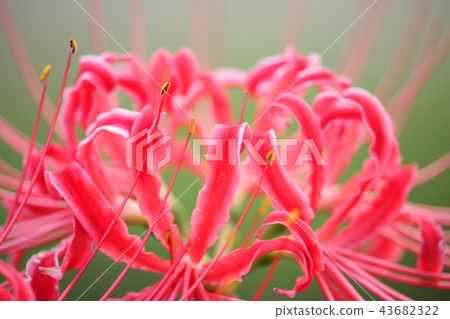 Mandarin saixa 43682322