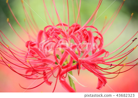 Mandarin saixa Mandarin saixa 43682323