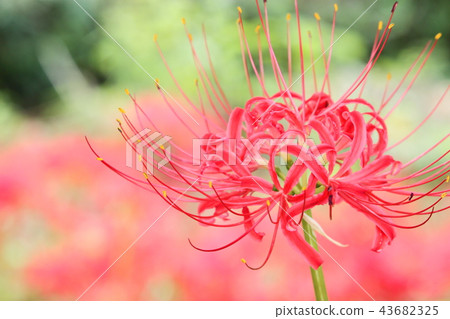 Mandarin saixa Mandarin saixa 43682325