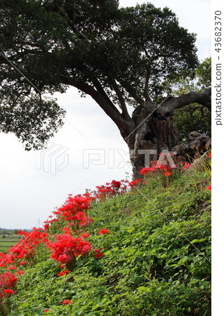 Mandarin saixa 43682370