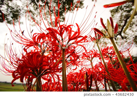 Higishiha和日落 43682430