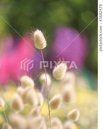 拉格拉斯用微距鏡頭拍攝 拉格拉斯用微距鏡頭拍攝 43682478