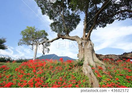 Higanki花和筑波山 43682572