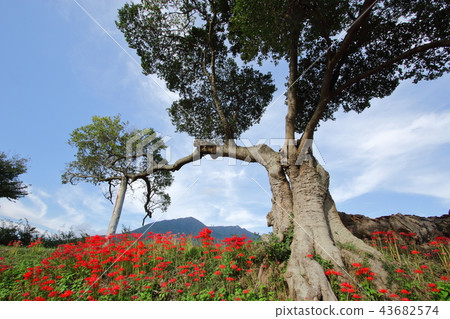 Higanki flower and Mt. Tsukuba 43682574