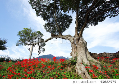 Higanki花和筑波山 43682575