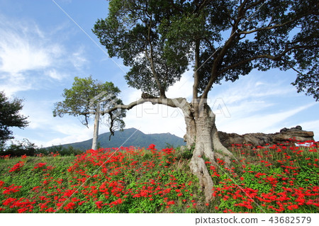 Higanki flower and Mt. Tsukuba Higanki flower and Mt. Tsukuba 43682579