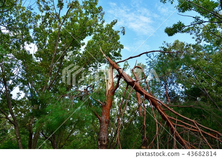 Furious typhoon damage Furious typhoon damage 43682814