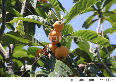 千葉生產Boshoku Biwa 千葉生產Boshoku Biwa 43683108