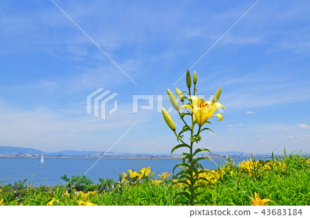 百合花綻放的大阪灣風景 百合花綻放的大阪灣風景 43683184