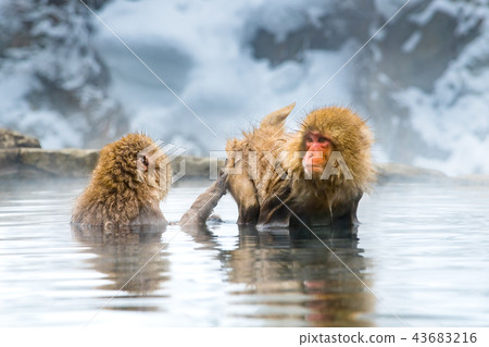 Nagano Jigokudani Onsen Japanese monkey entering hot spring 43683216