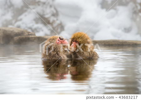 Nagano Jigokudani Onsen Japanese monkey entering hot spring 43683217