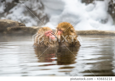 Nagano Jigokudani Onsen Japanese monkey entering hot spring 43683218