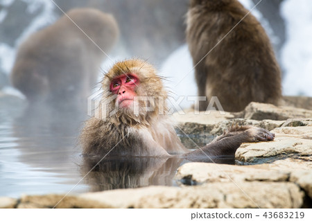 Nagano Jigokudani Onsen Japanese monkey entering hot spring 43683219