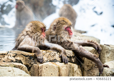 Nagano Jigokudani Onsen Japanese monkey entering hot spring 43683221