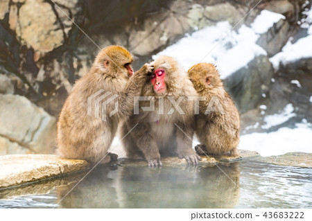Nagano Jigokudani Onsen Japanese monkey entering hot spring 43683222