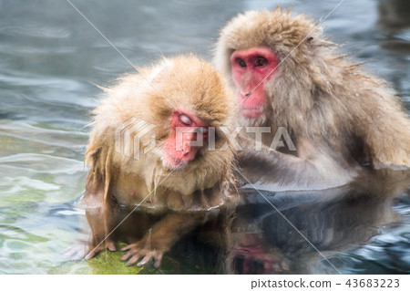 Nagano Jigokudani Onsen Japanese monkey entering hot spring 43683223