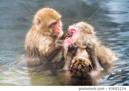 Nagano Jigokudani Onsen Japanese monkey entering hot spring 43683224