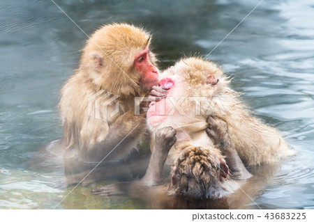 Nagano Jigokudani Onsen Japanese monkey entering hot spring 43683225