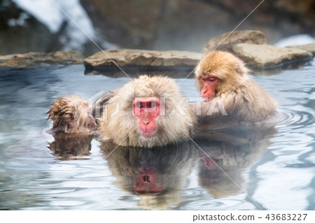 Nagano Jigokudani Onsen Japanese monkey entering hot spring 43683227