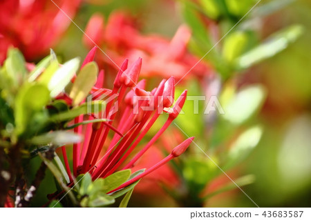 beautiful red spike flower in fresh nature 43683587