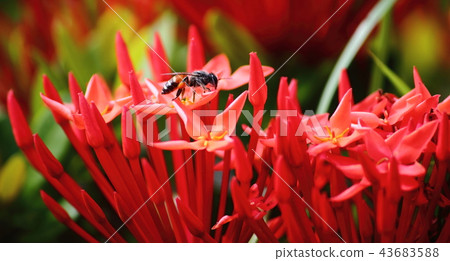 beautiful red spike flower in fresh nature beautiful red spike flower in fresh nature 43683588