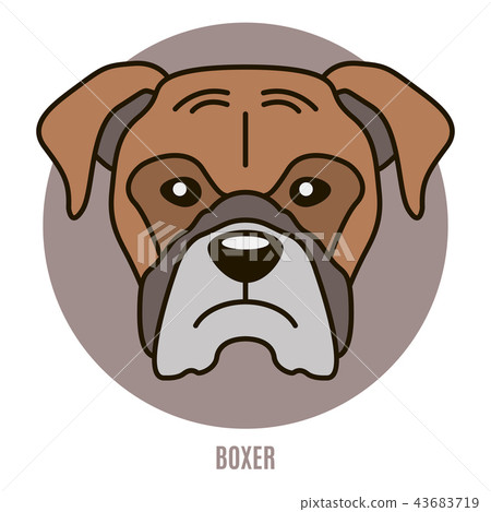 Boxer 43683719