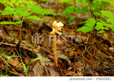 第1名 第1名 43683881