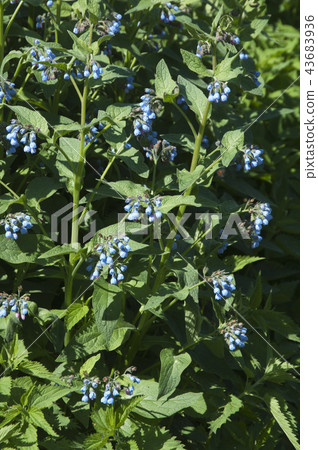 Symphytum caucasicum Symphytum caucasicum 43683936