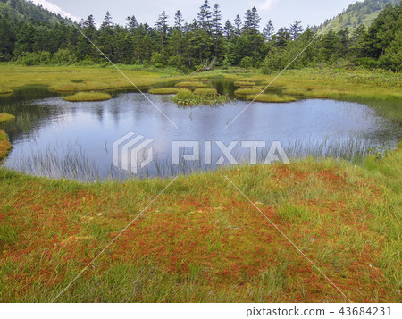 四十八個池塘（志賀高原） 43684231