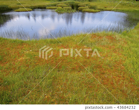 四十八個池塘(志賀高原) 四十八個池塘(志賀高原) 43684232
