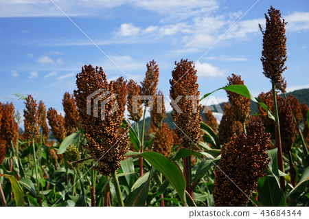 小米生產是日本最好的 小米生產是日本最好的 43684344