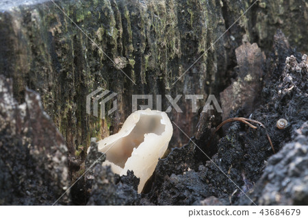 Peziza varia ascomycete fungus 43684679