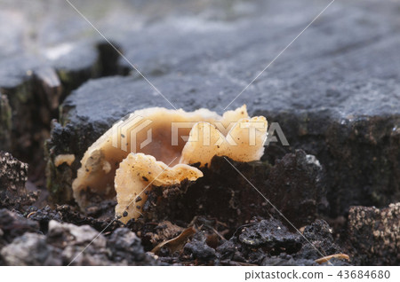 Peziza varia ascomycete fungus 43684680