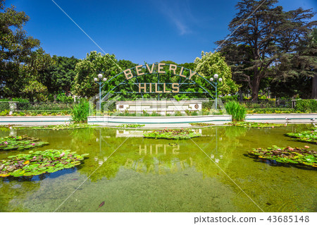 Beverly hills pond with lotus flowers 43685148