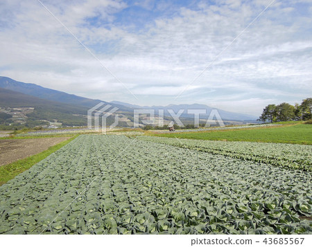 Tsumagoi cabbage field Tsumagoi cabbage field 43685567