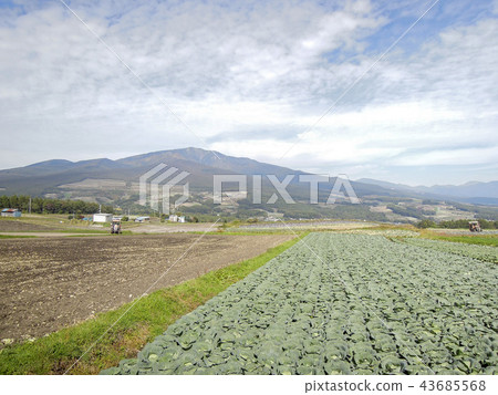 Tsumagoi cabbage field Tsumagoi cabbage field 43685568