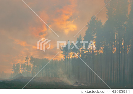 In the pine forest trees are burning 43685924